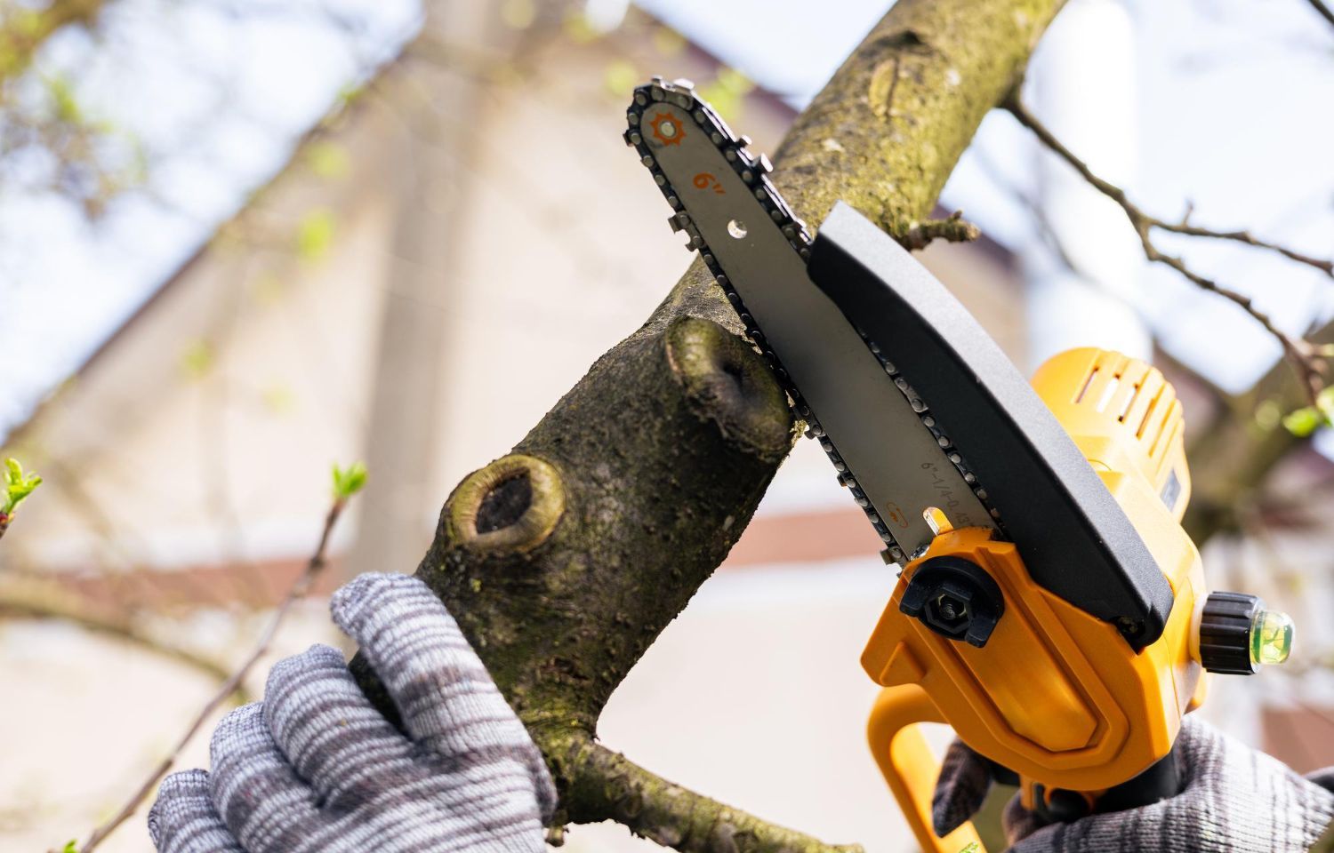 storm damage tree removal