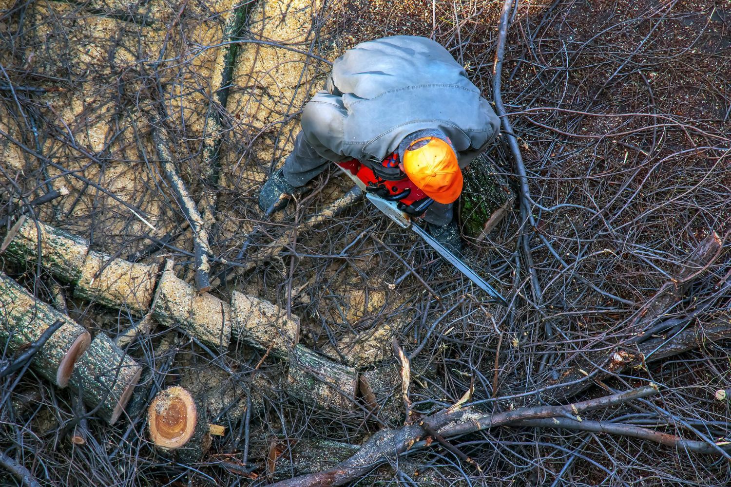 emergency tree removal