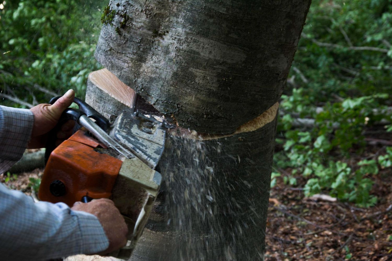 professional tree removal