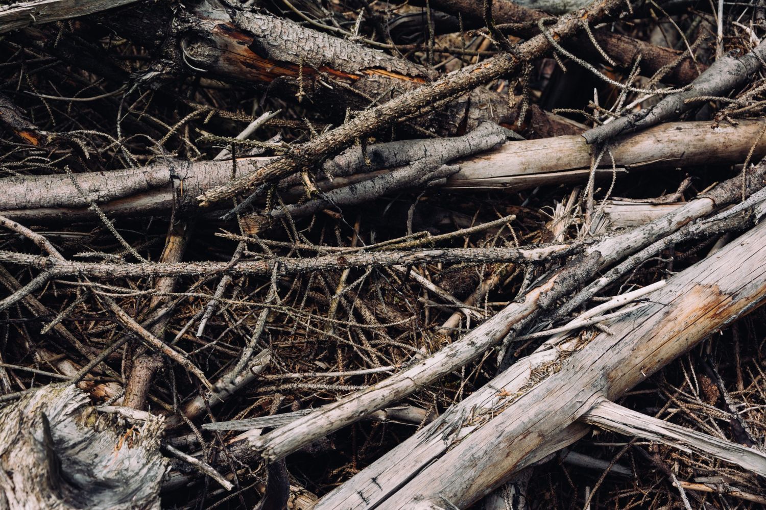 emergency storm tree service