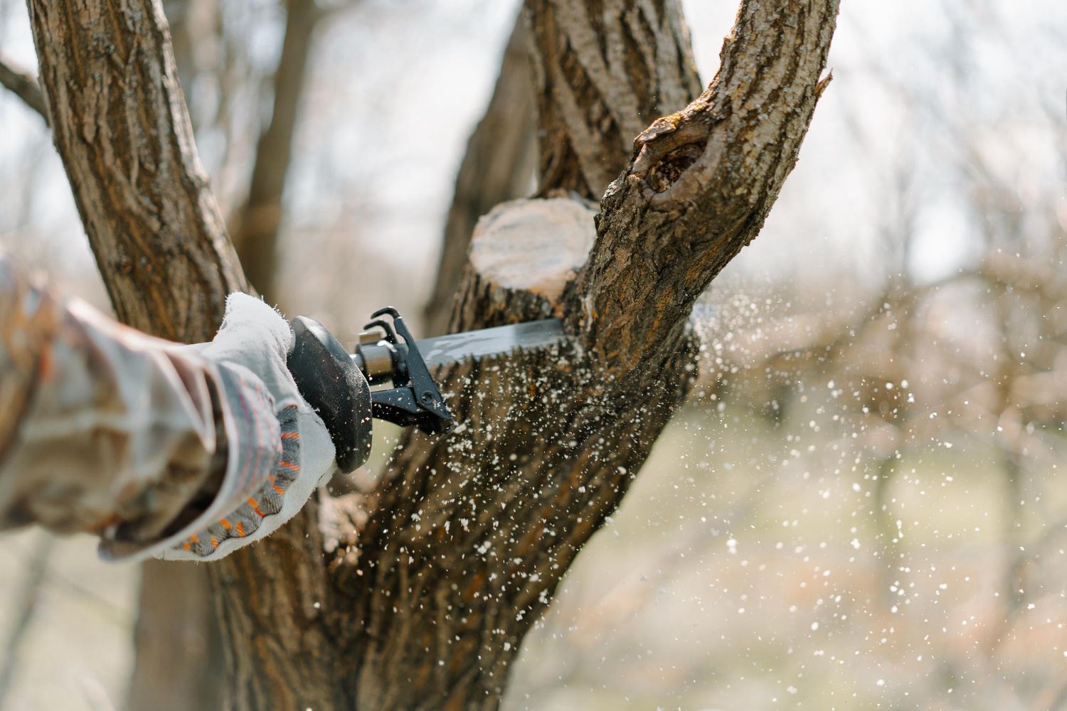 commercial tree service