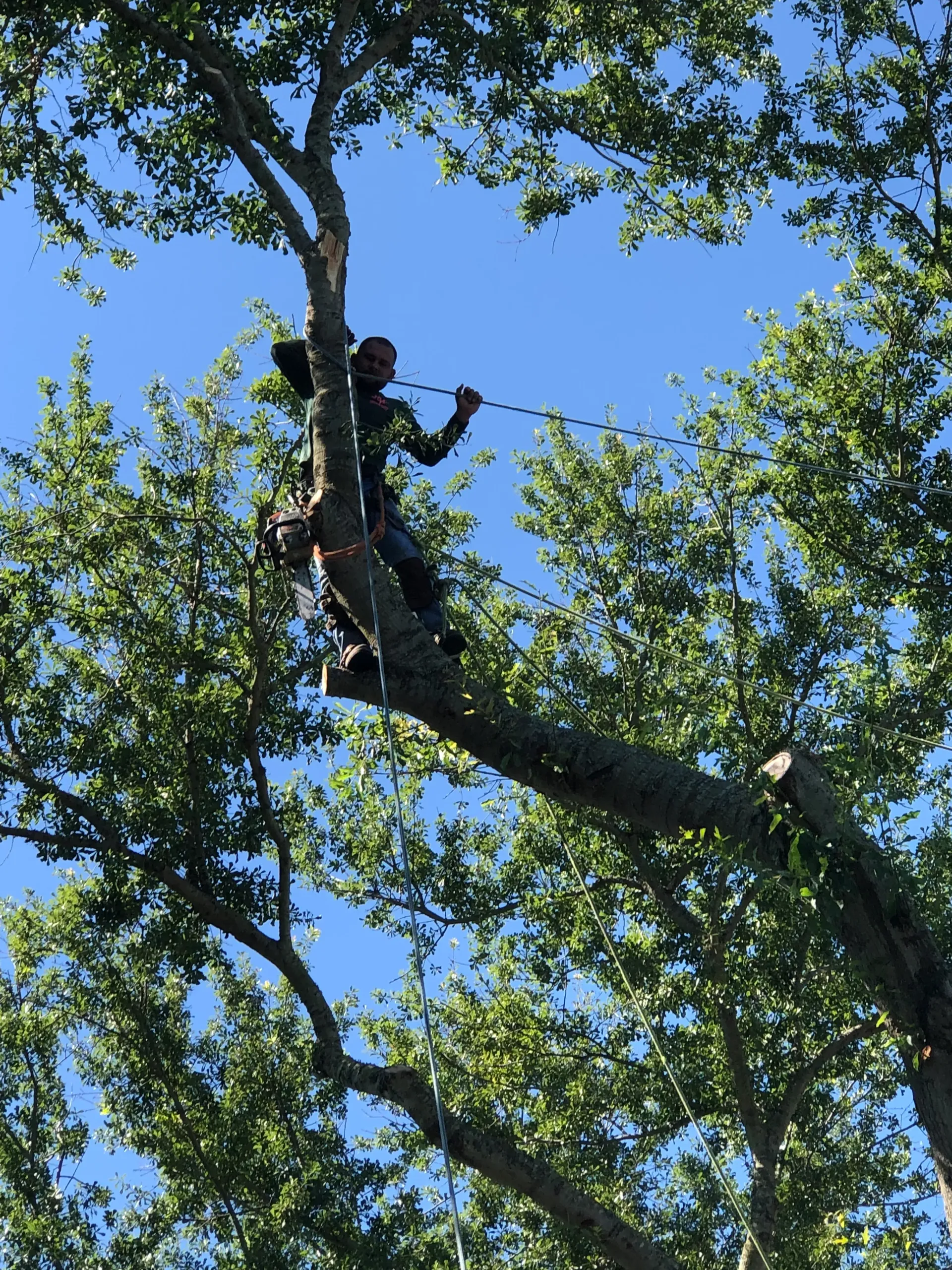 Person in a tree, holding a rope, silhouetted against a blue sky.
