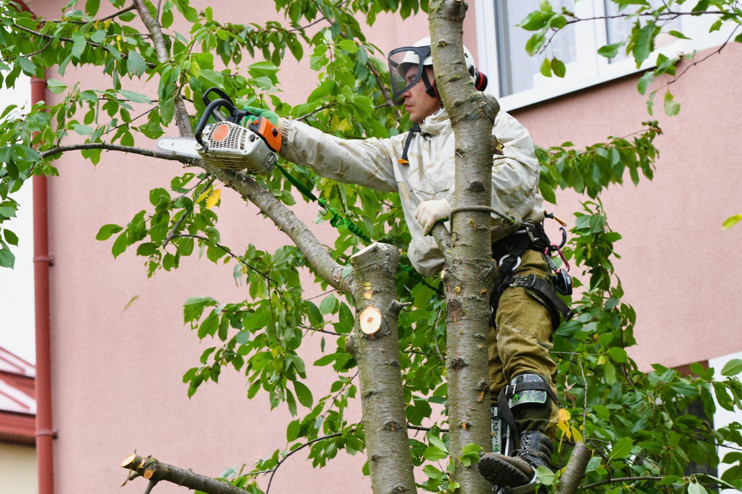 residential tree care 