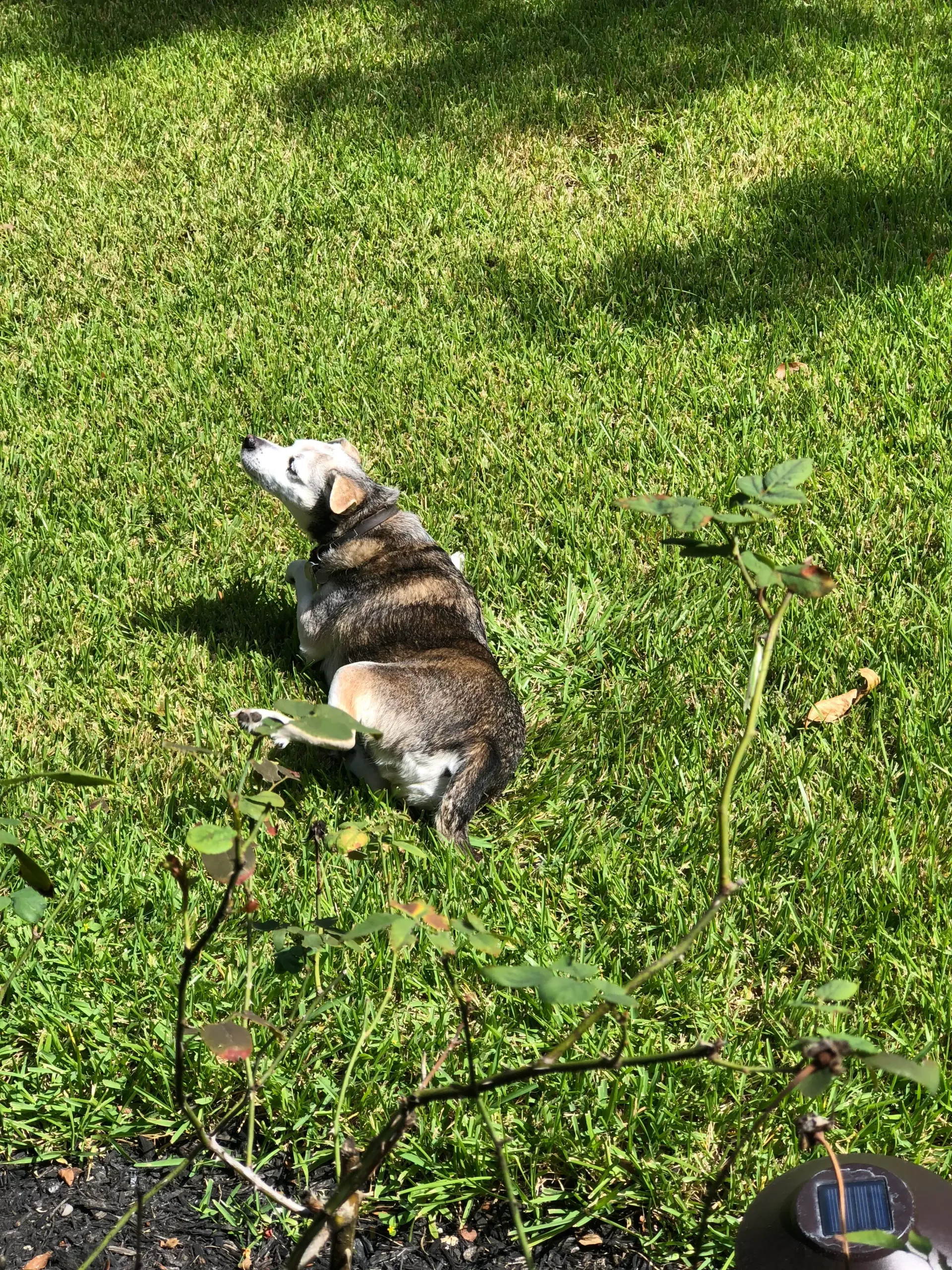 Dog sitting in a grassy yard, looking up with its head tilted back, in sunlight.