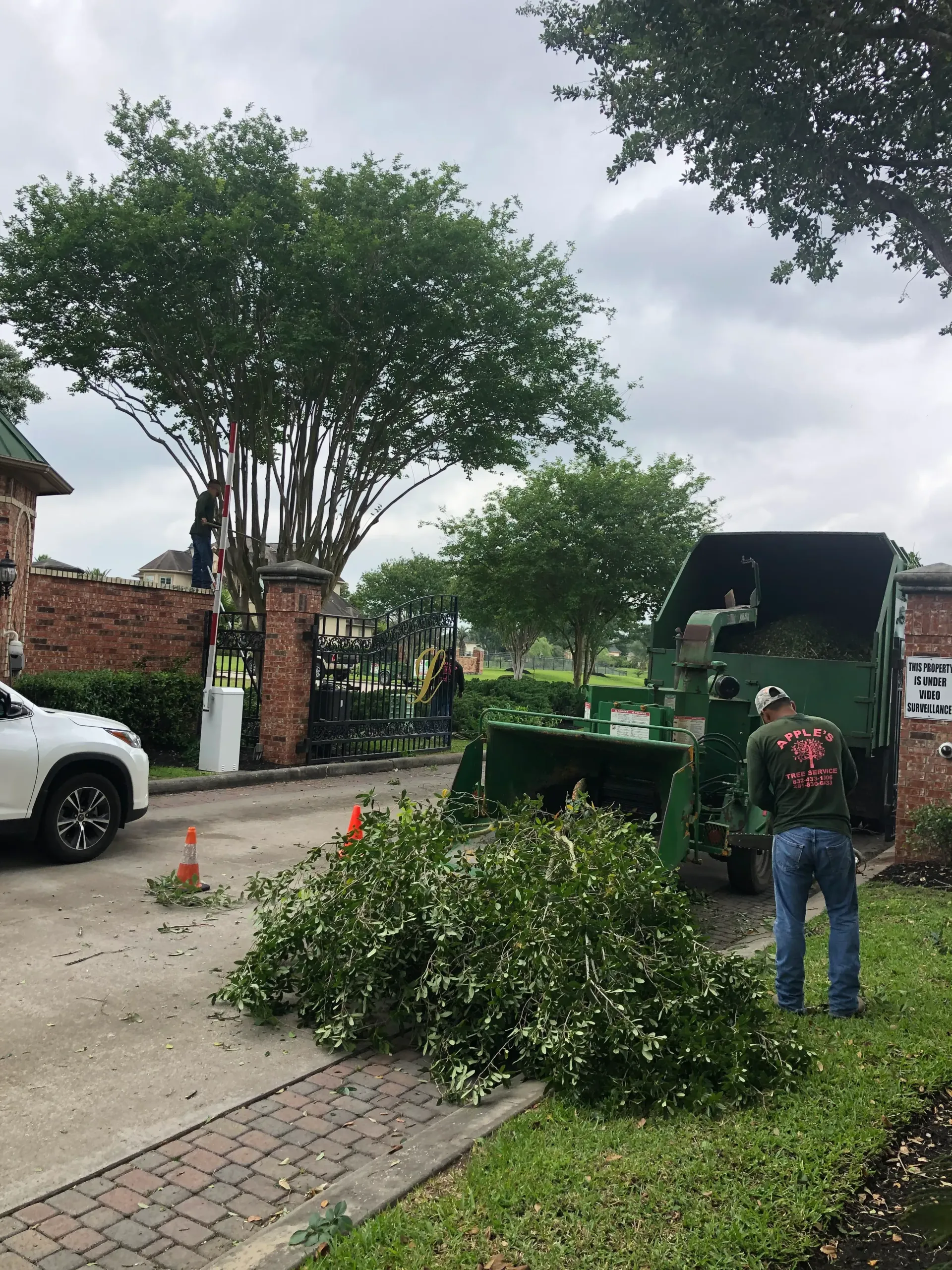 Tree service workers trimming branches near a chipper on a brick-paved road.