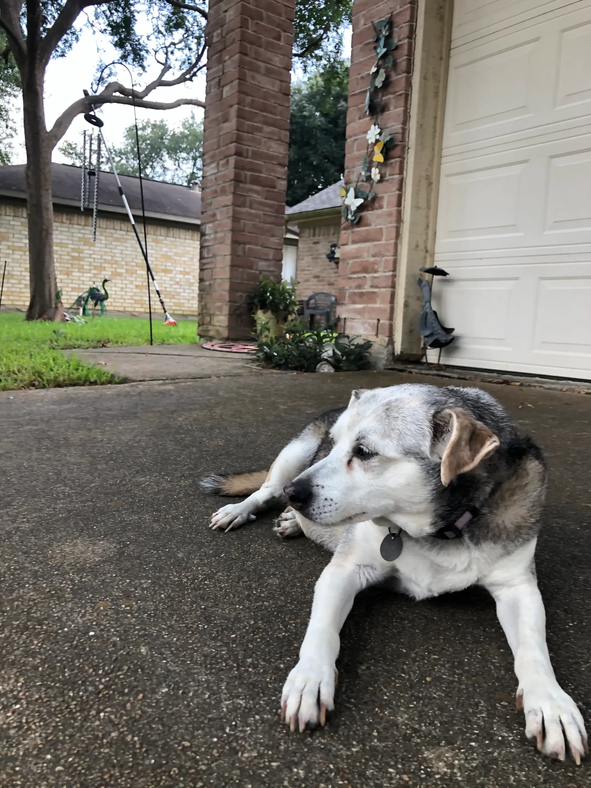 Dog with gray and white fur lies on a concrete driveway, looking to the side. Brick columns and garage door.