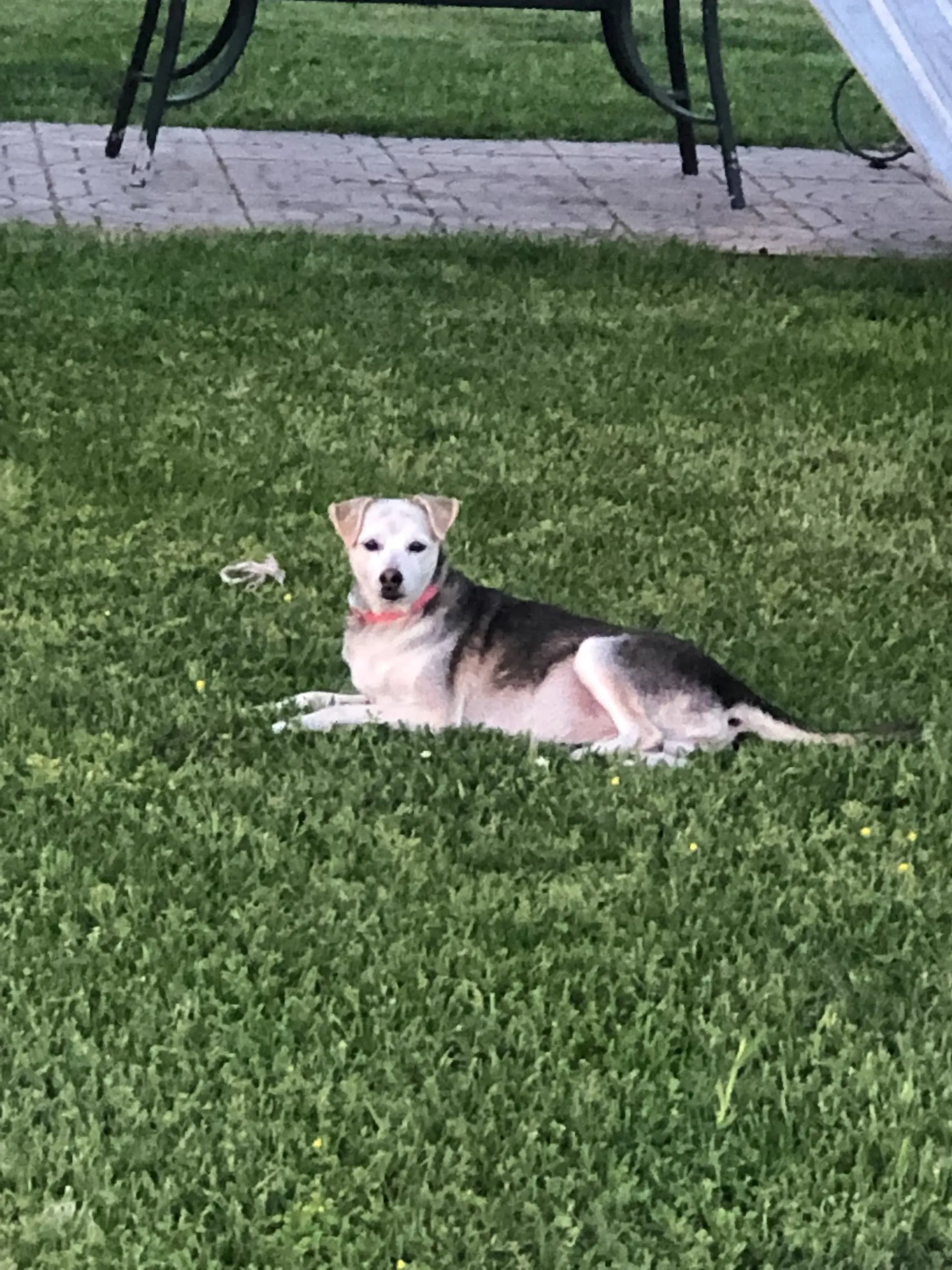 Dog lying on green grass, looking toward the camera. White, brown, and black fur.
