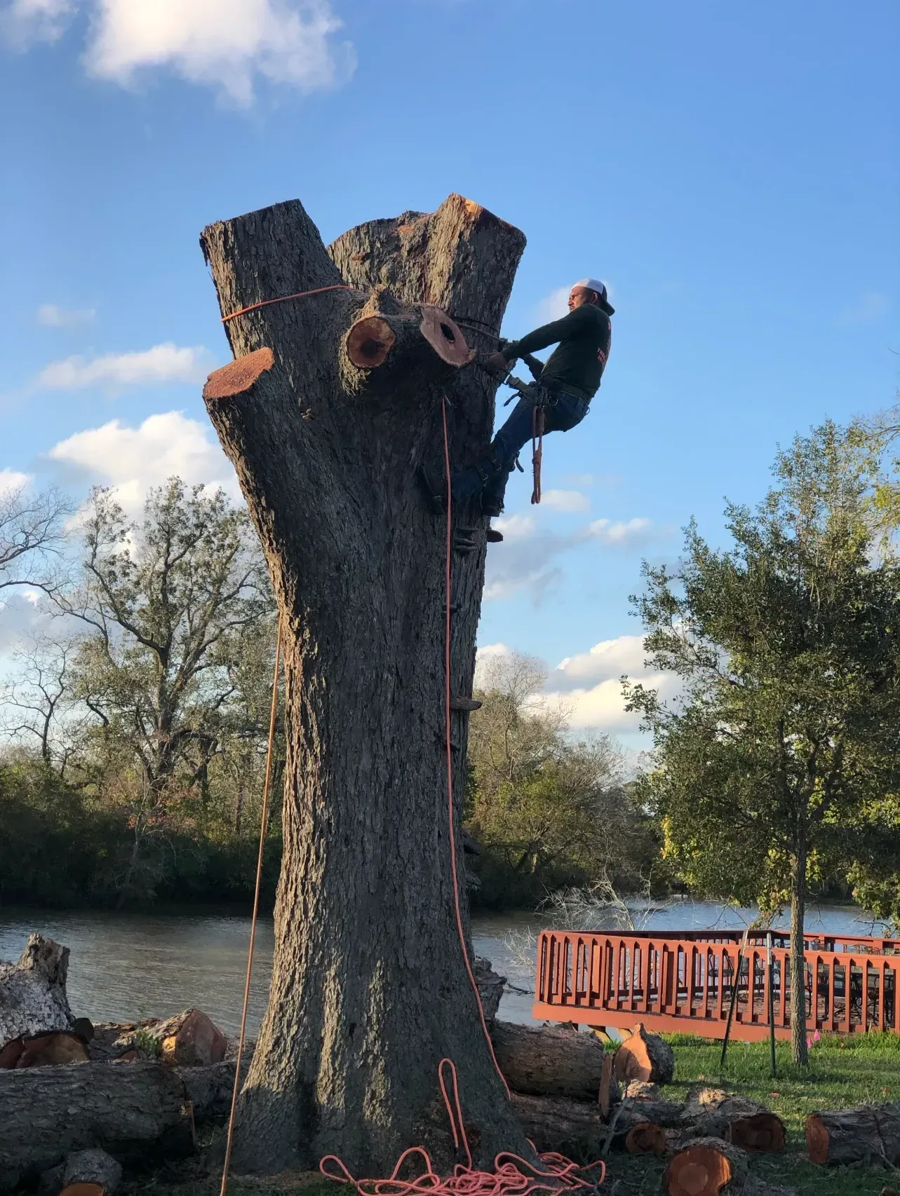 Arborist cutting a large tree, secured by ropes, near a lake with clear skies.
