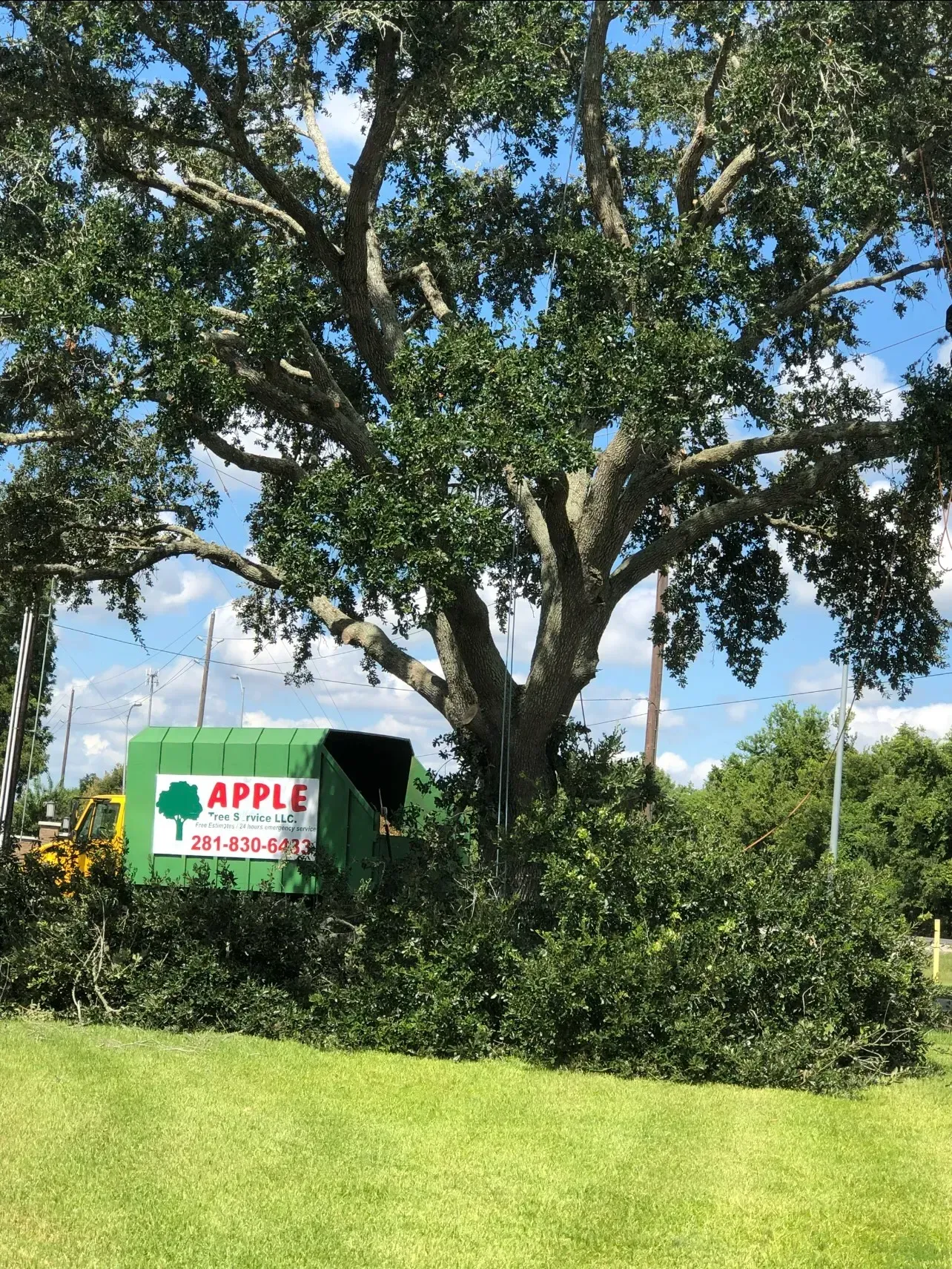 Large tree with green foliage, a green dumpster, and trimmed branches on the ground.