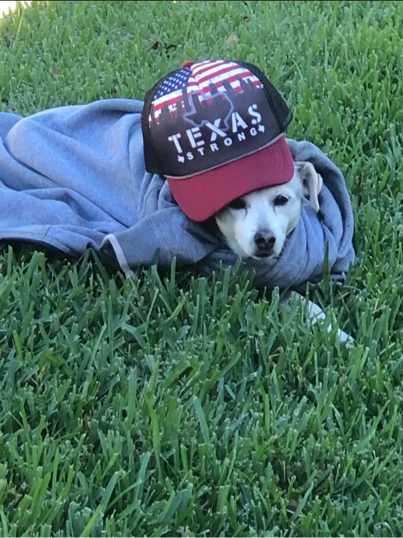 Dog wearing a Texas flag hat and a gray hoodie, lying on green grass.