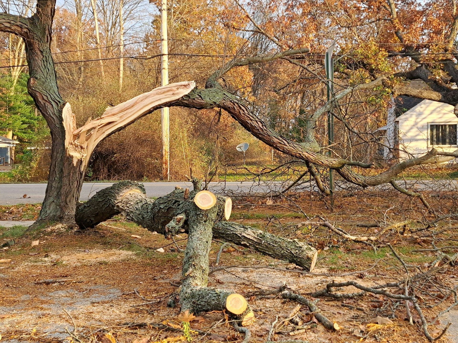 Tree Removal Service