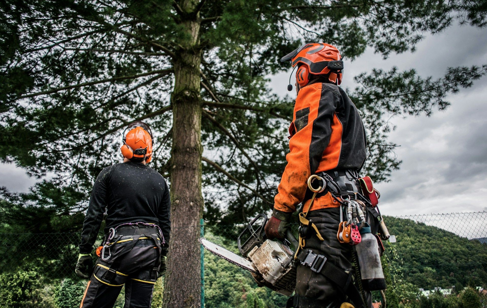 commercial tree services