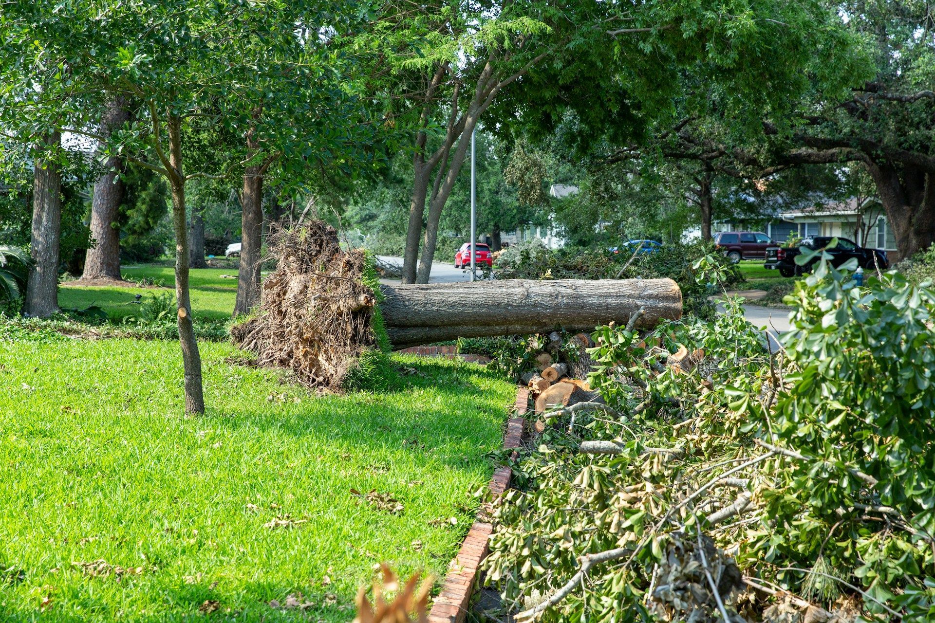 Storm-Damaged Tree