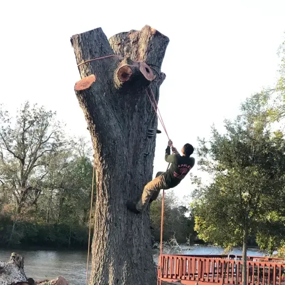 Arborist climbing a tall, cut tree trunk near a body of water.