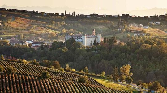 vineyards of Piedmont