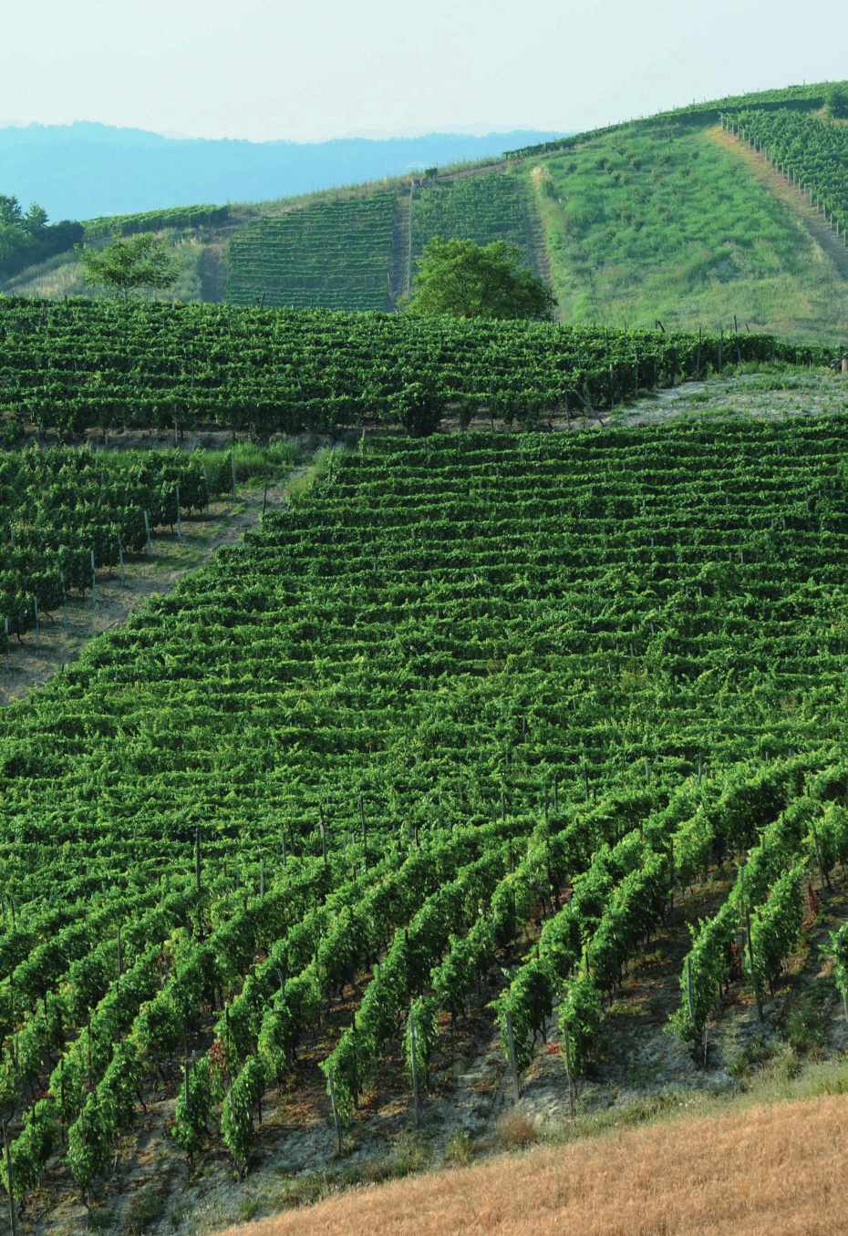 Weinberge am Hang