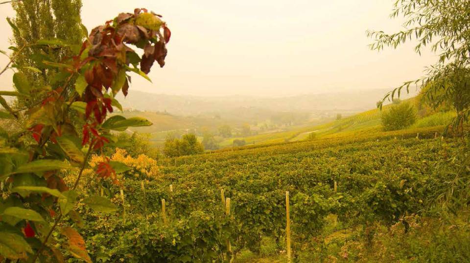 landscape with vineyards