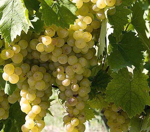 bunches of Muscat grapes