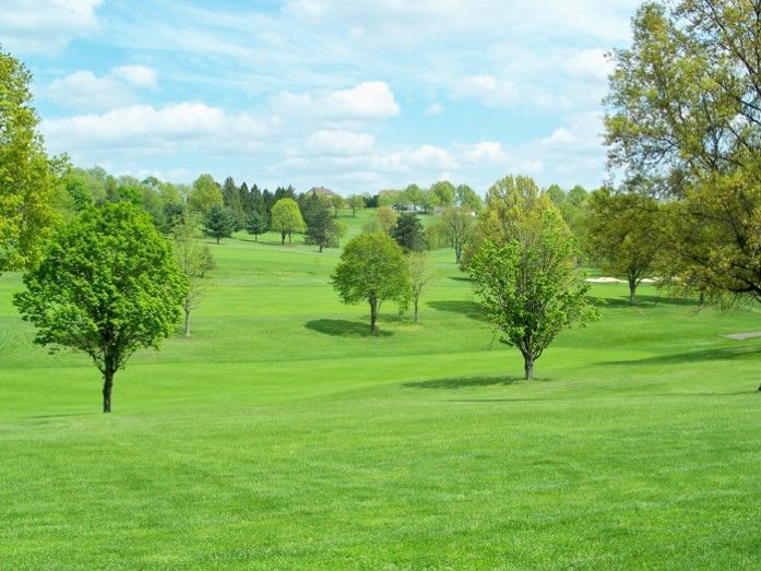 A lush green field with trees in the background