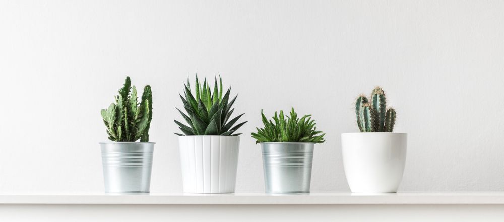 Four Potted Plants Are Sitting On A White Shelf — InHouse Homewares in Forster, NSW