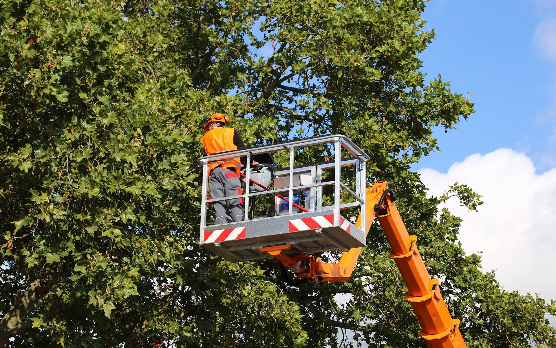 Frank's Tree Service gallery 8