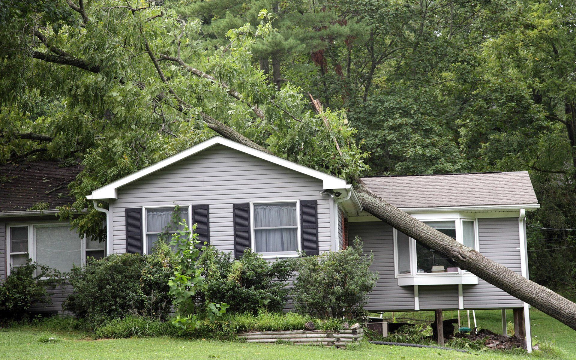 Frank's Tree Service gallery 7