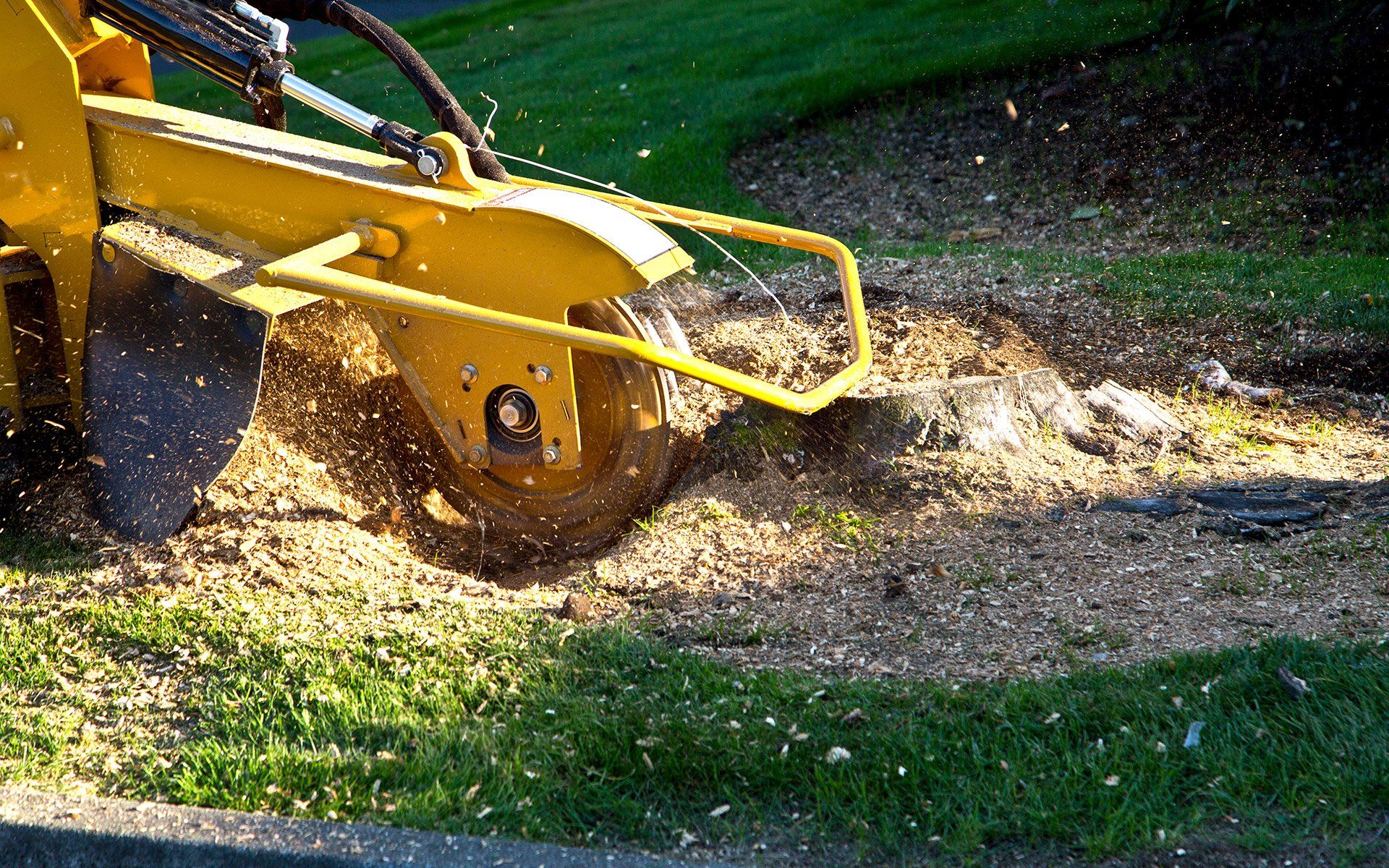Stump Grinding — Marion, IA — Frank’s Tree Service