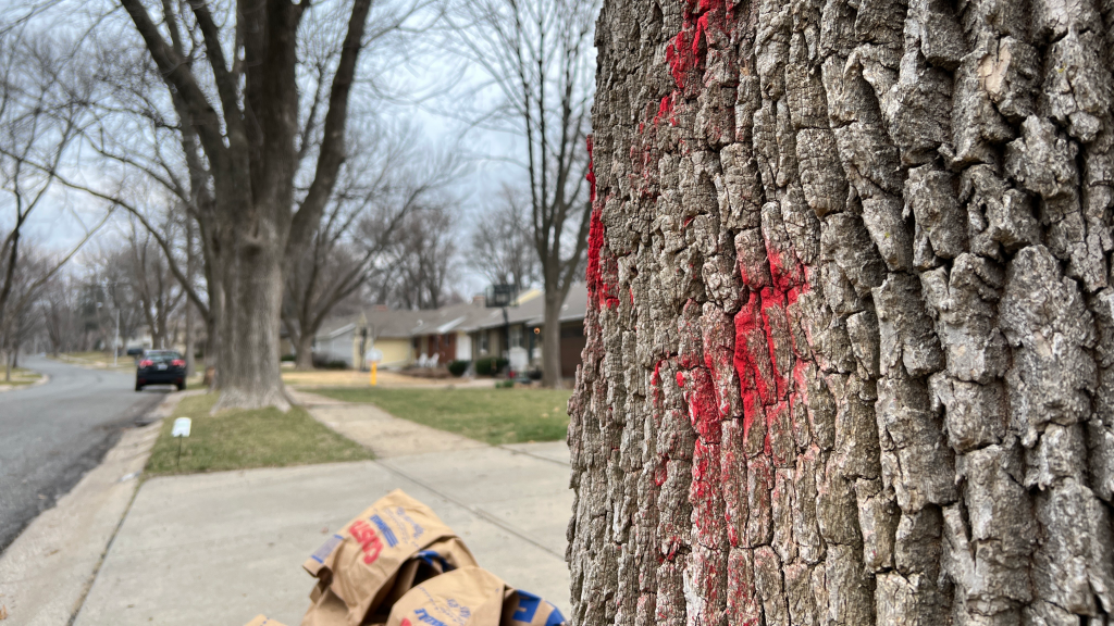 Storm Damage Tree Prevention Tips