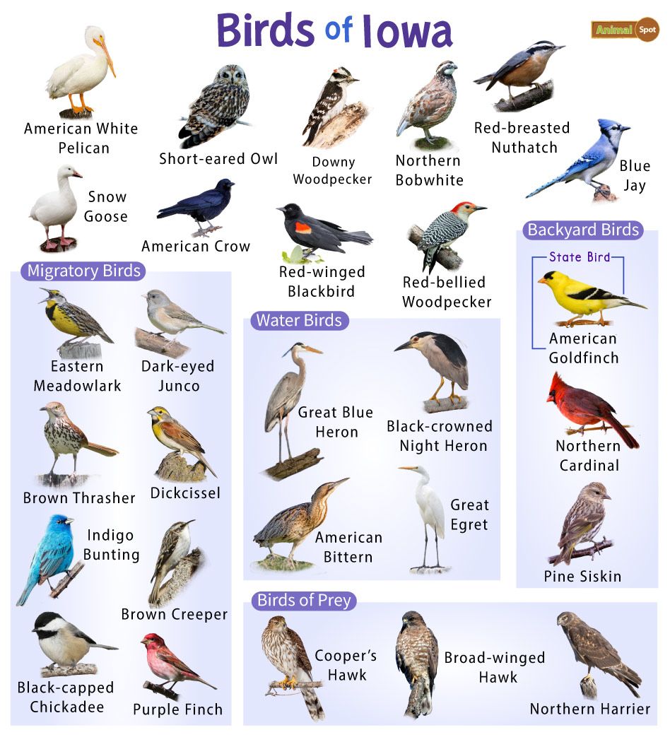 Tree Removal & Stump Grinding: Tree Species That Attract Birds & Benefit Local Wildlife 