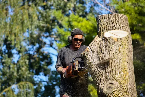 Tree Service Cost Cedar Rapids: What Should You Expect to Pay?