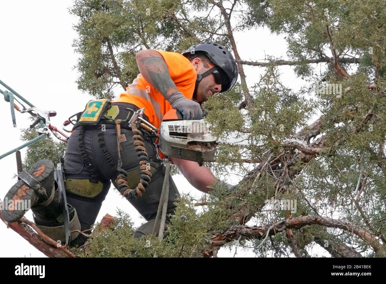 Tree Trimming Iowa City: Top 10 Signs Your Tree Needs Attention