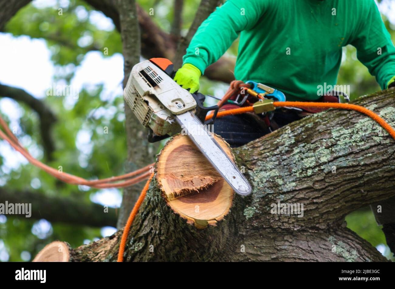 Tree Removal Cedar Rapids: When Is It Absolutely Necessary?