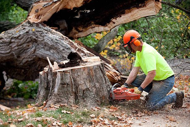 How Frank’s Tree Service Keeps Iowa Trees Healthy Year-Round