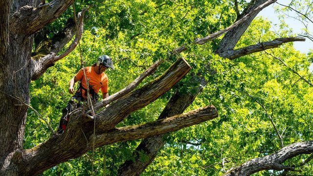 Iowa City Tree Removal Laws: What Homeowners Must Know