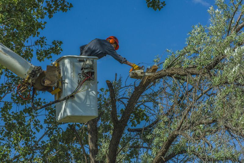 Trees that thrive in Eastern Iowa
