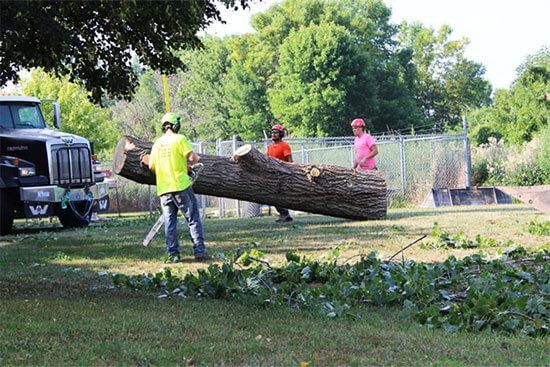 Dangerous Tree Removal Company