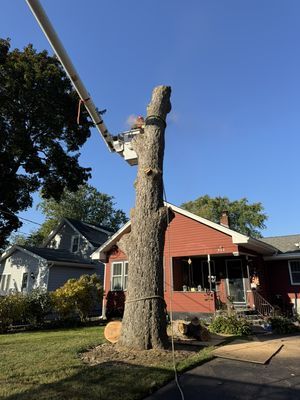 Tree Removal vs. Tree Trimming: