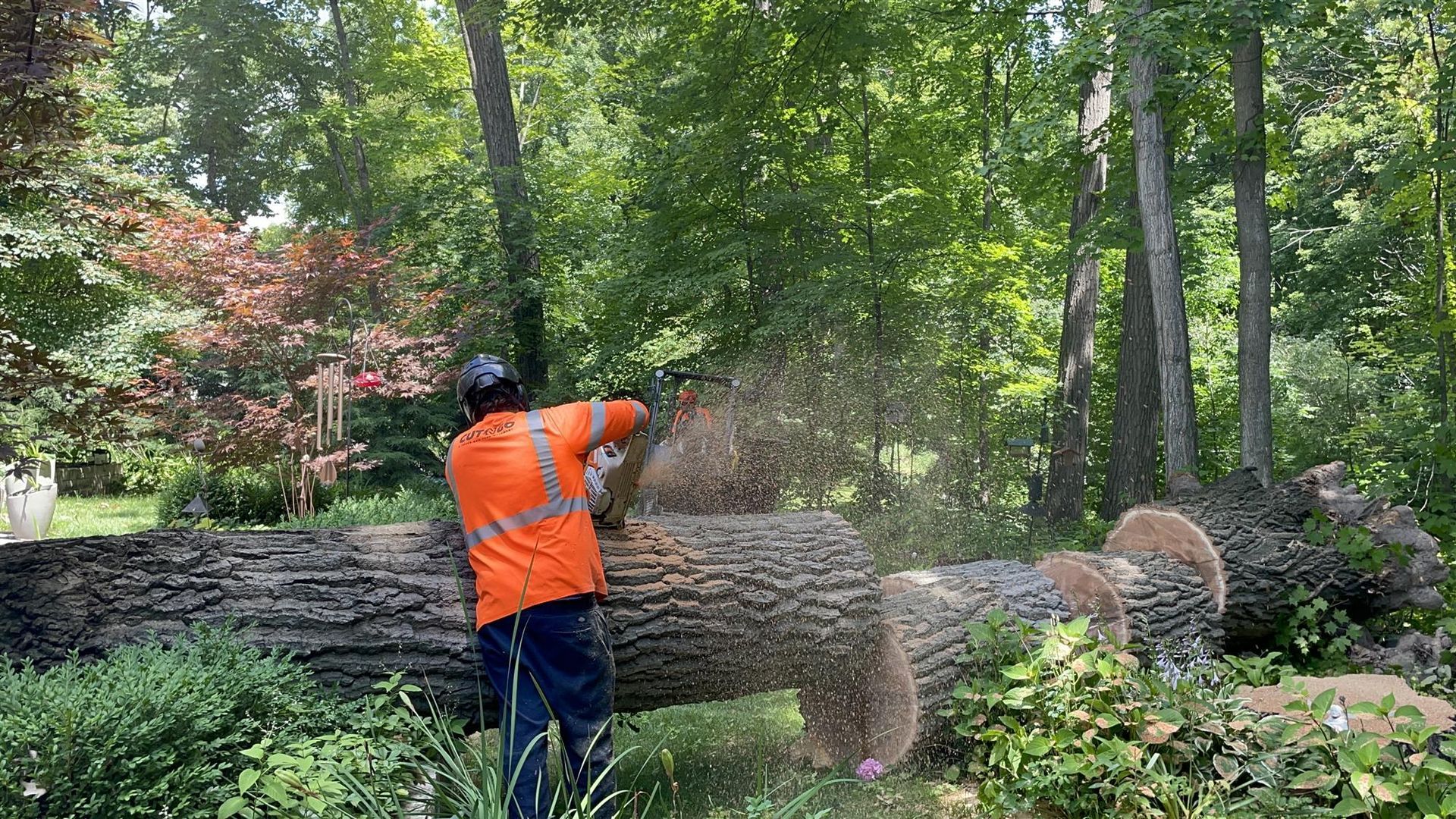 What Happens After Tree Removal: Stump Grinding, Cleanup, and Restoration