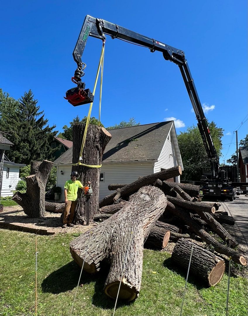 How Professional Tree Removal Keeps Your Home and Family Safe
