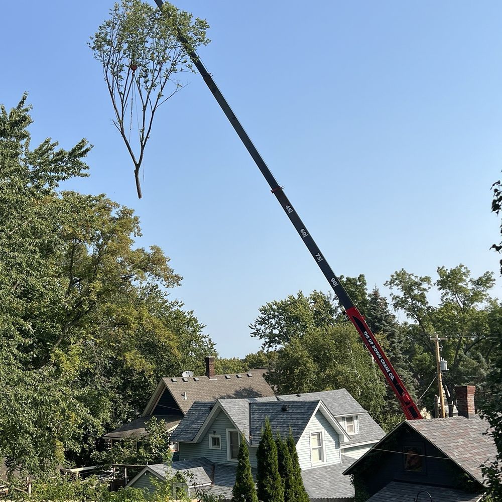 Preparing Your Property for Storm Season: Why Tree Inspections Matter
