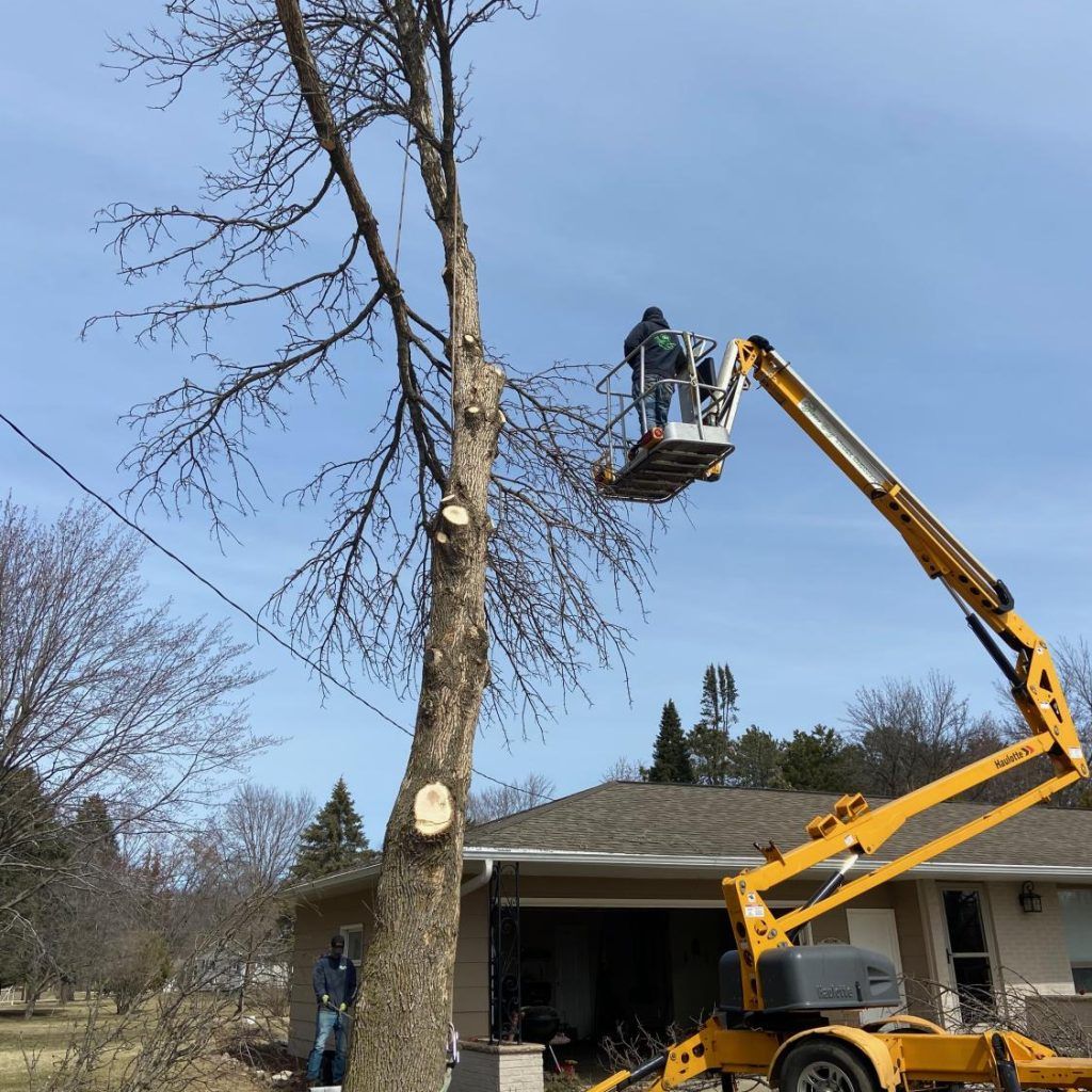 After the Storm: How to Handle Fallen Trees Safely and Quickly