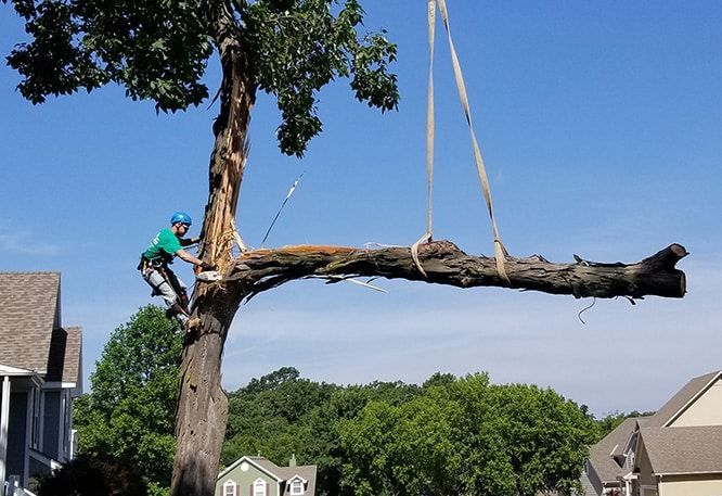 How to Spot an Unstable Tree