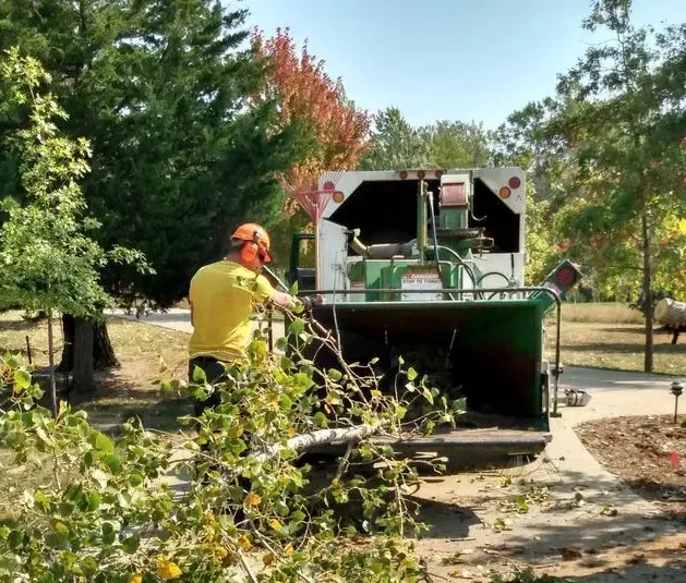 Role of Professional Arborists
