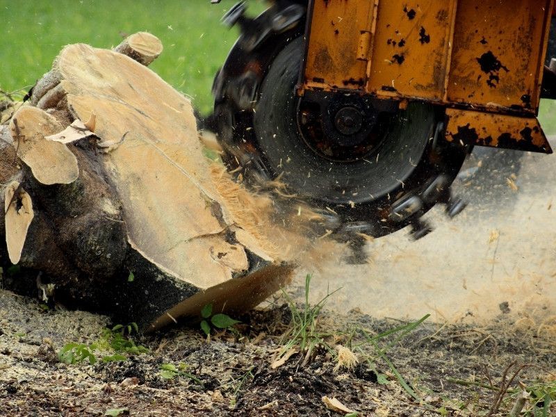 Tree Removal & Stump Grinding: How Much Does Tree Care Cost in CR