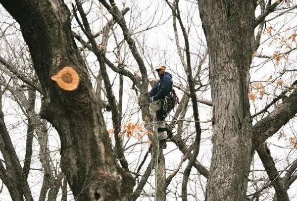 Man At The Top Of Tree — Marion, IA — Frank’s Tree Service