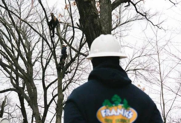 Amazing Workers — Marion, IA — Frank’s Tree Service