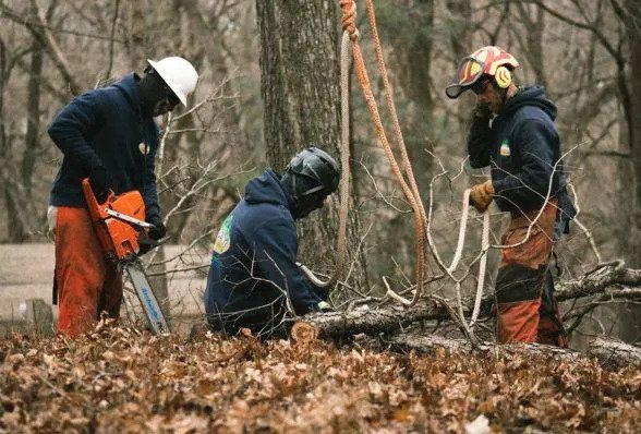 Workers Removing Damaged Trees — Marion, IA — Frank’s Tree Service