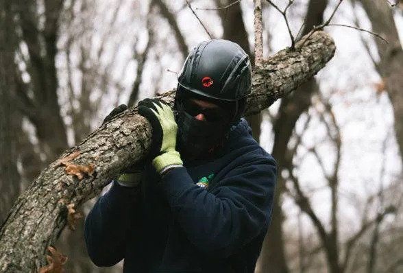A professional doing tree service in Iowa City, IA