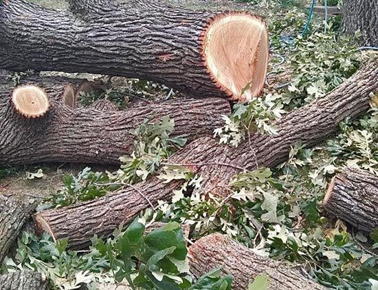 Emergency Tree Service
