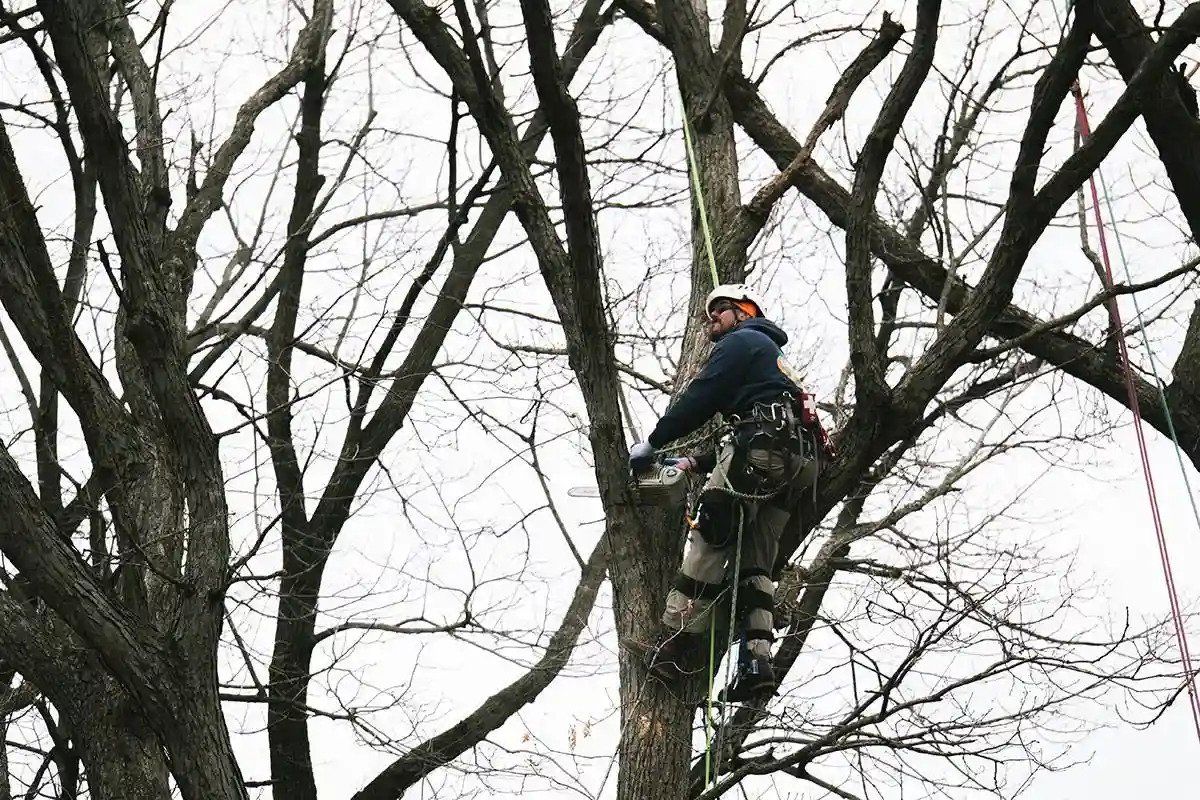 Frank's commercial removal Tree Service